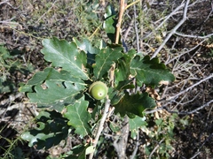 Quercus macranthera