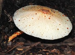 Leucoagaricus lacrymans