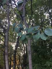 Populus tremula