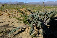 Berkheya pinnatifida pinnatifida