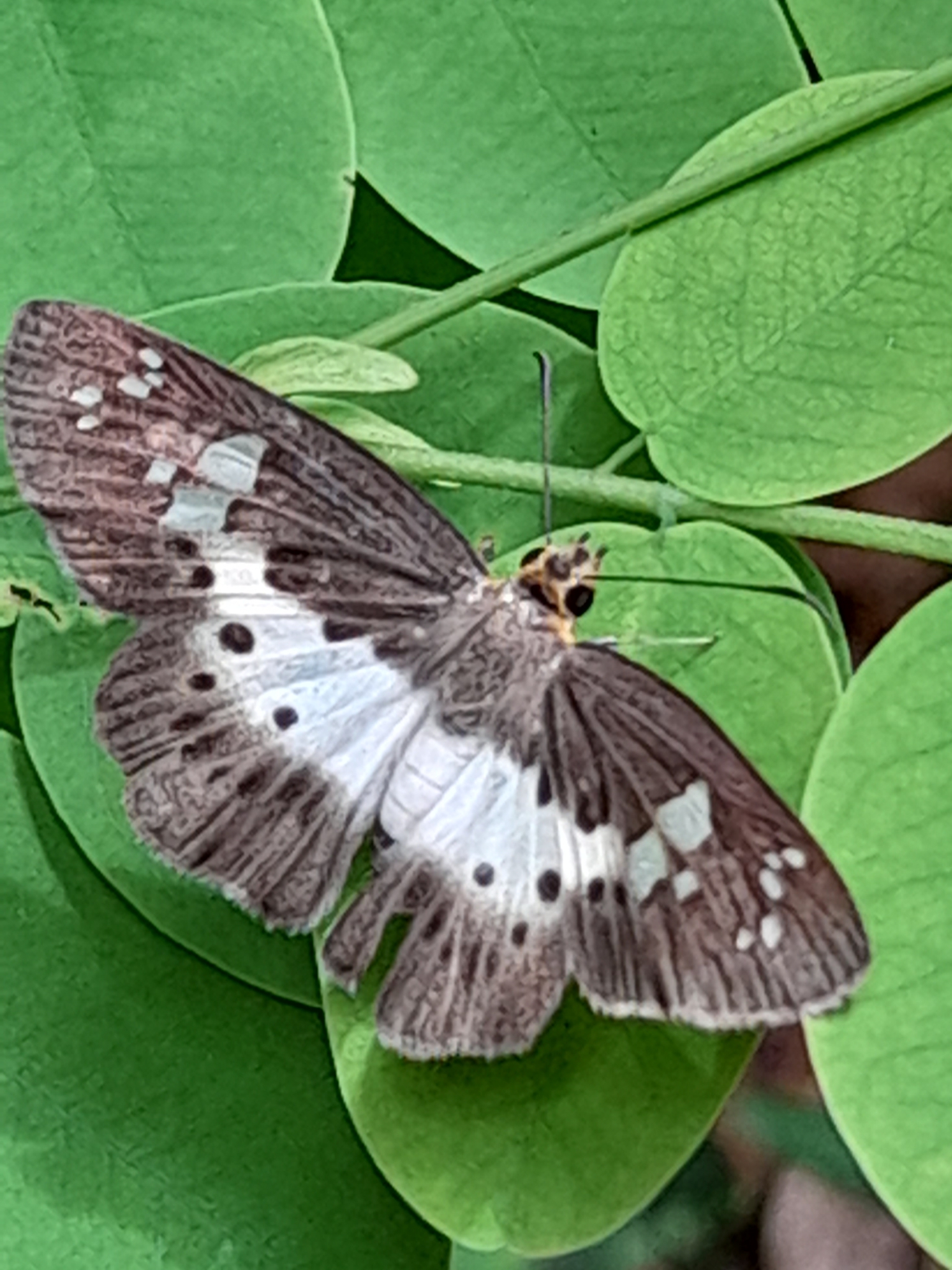 Common Yellow-Breasted Flat