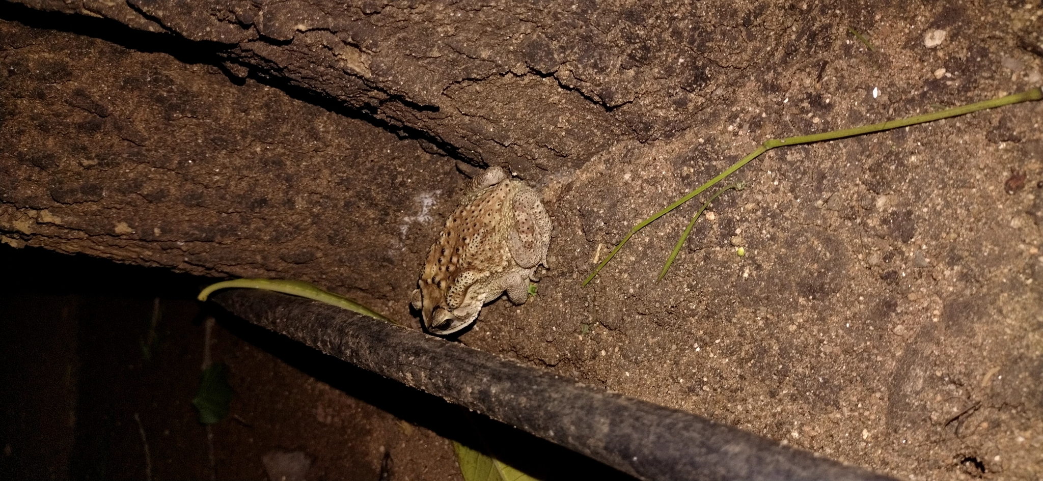Indian Common True Toad