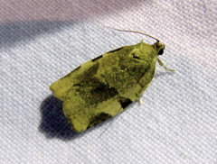 Choristoneura hebenstreitella