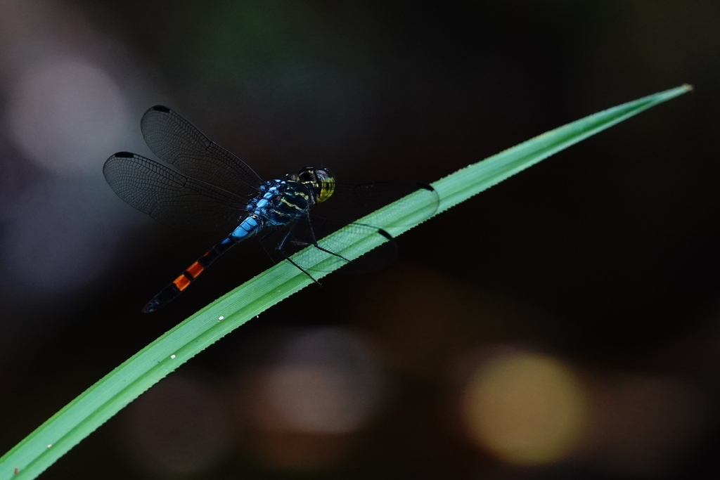 Handsome Grenadier (Agrionoptera sexlineata)