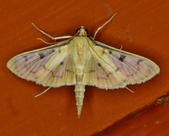 Lygropia tripunctata
