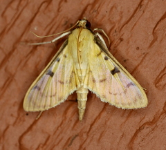 Lygropia tripunctata