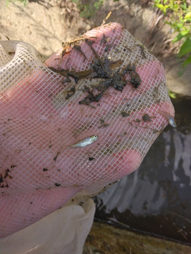 Kawabata minnow (Hemigrammocypris rasborella) — Cyprinidae