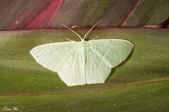 Pelagodes antiquadraria