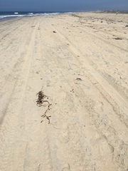 Cicindela latesignata