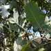 Quercus petraea iberica - Photo (c) mallaliev, algunos derechos reservados (CC BY-NC), subido por mallaliev