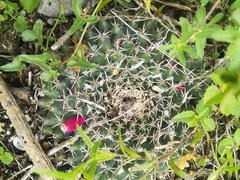 Mammillaria pseudocrucigera