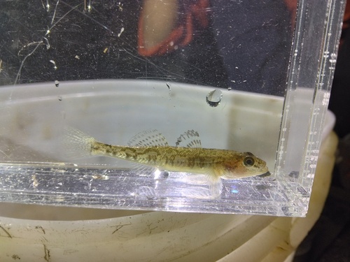 Gymnogobius breunigii