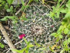 Mammillaria pseudocrucigera