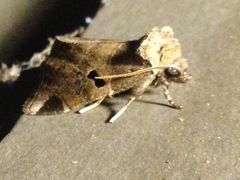 Plagiomimicus pityochromus