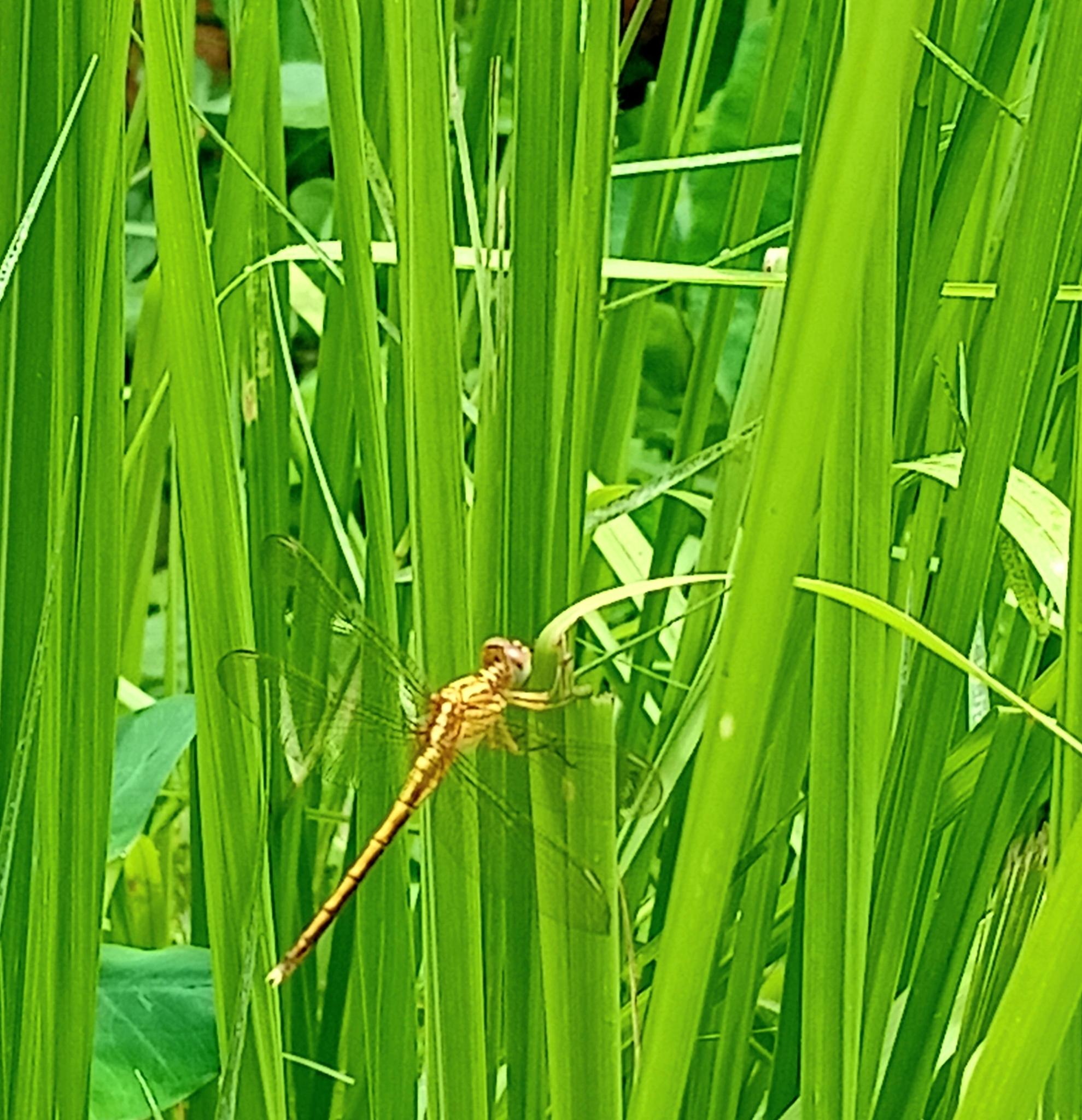 Marsh Skimmer