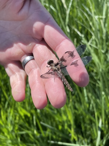 Common Whitetail photographed in Iowa