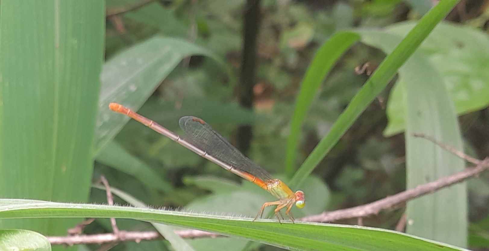 Orange-Tailed Marsh Dart