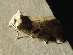 Plagiomimicus pityochromus