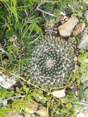 Mammillaria pseudocrucigera