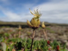 Dryas drummondii