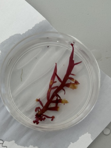 Chondracanthus teedei observed 2025-05-21