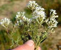 Polycarena batteniana