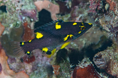 Black-Belt Hogfish photo 2