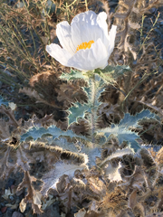 Argemone munita