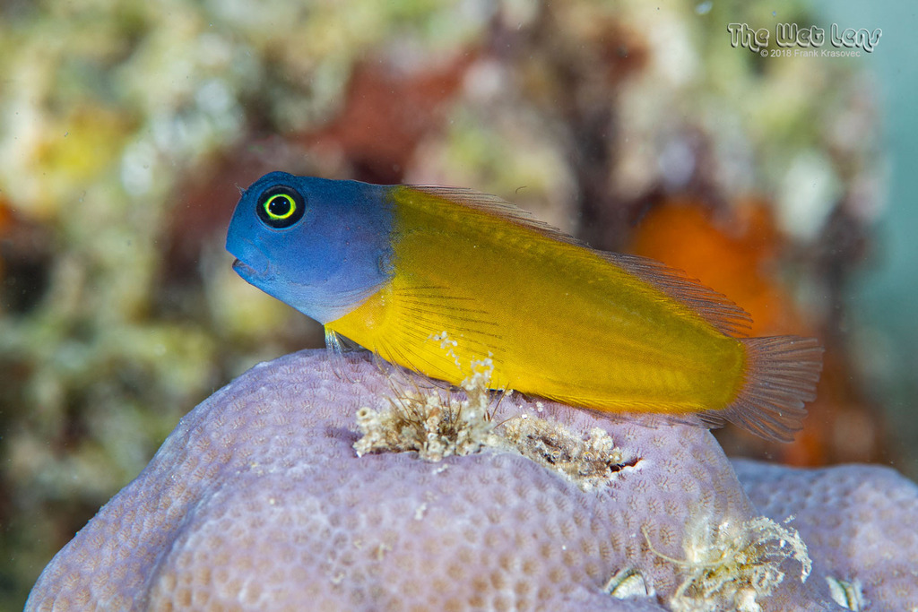 Blackspot Coralblenny