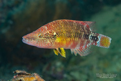Celebes Maori Wrasse photo 4