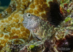 Red-Spotted Blenny photo 2