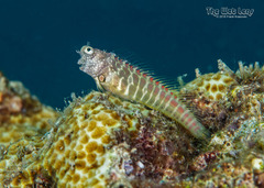 Red-Spotted Blenny photo 3