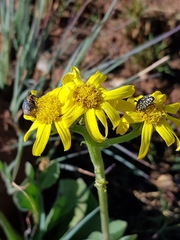 Oxythyrea testaceoguttata