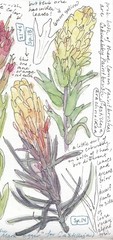 Castilleja arachnoidea