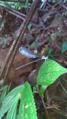 Psolodesmus mandarinus dorothea