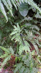 Psolodesmus mandarinus dorothea