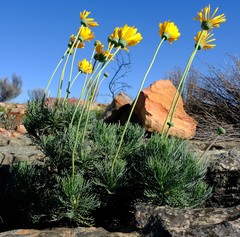 Euryops wageneri