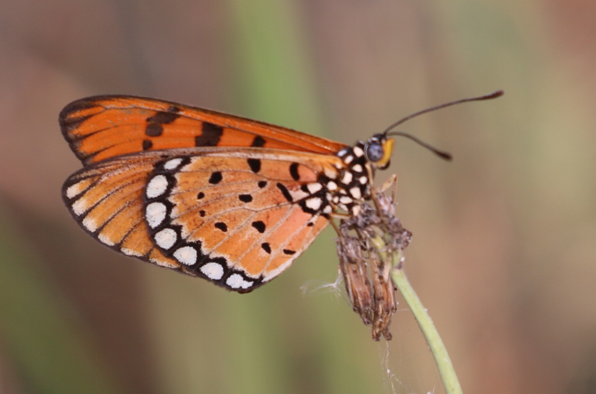 Tawny Coster