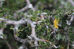 Sophora prostrata