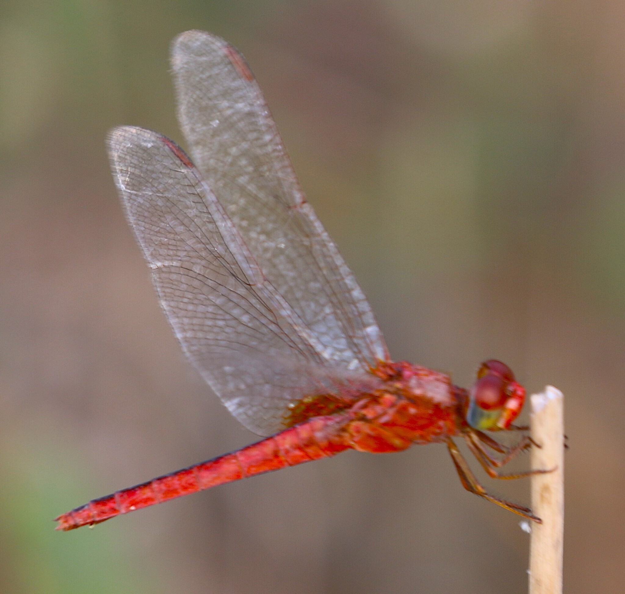 Scarlet Skimmer