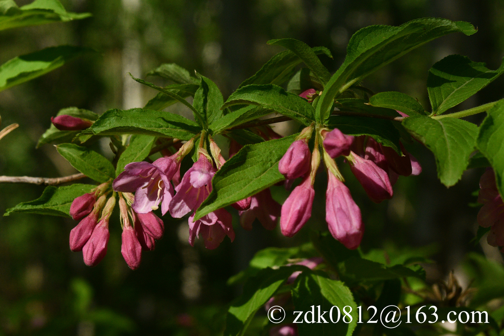 Old Fashioned Weigela