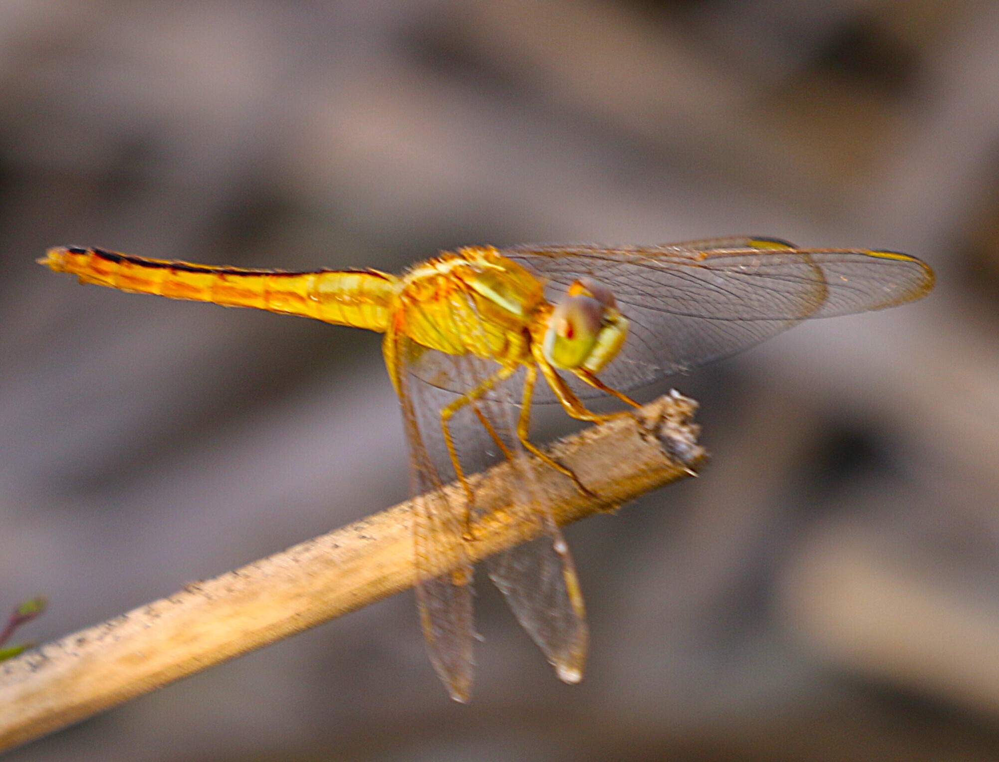 Scarlet Skimmer