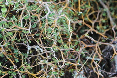 Sophora prostrata
