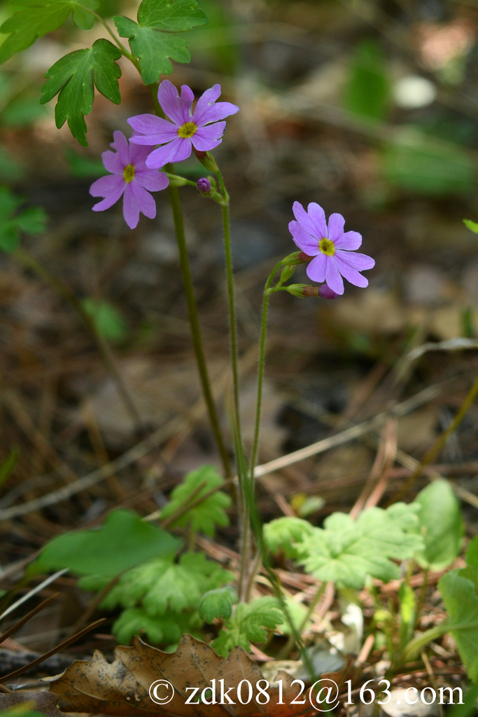 Primula saxatilis
