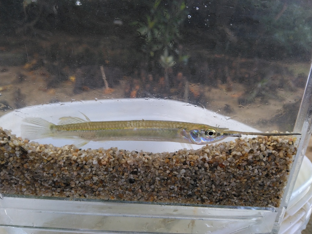 Duncker's river garfish (Zenarchopterus dunckeri) — Zenarchopteridae