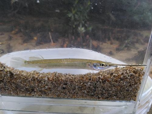 Zenarchopterus dunckeri