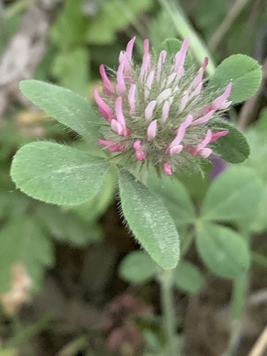 iNaturalist observation photo of Rose Clover