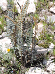 Astrolepis crassifolia