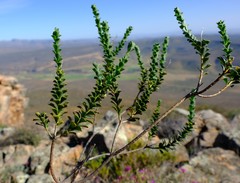 Athanasia spathulata