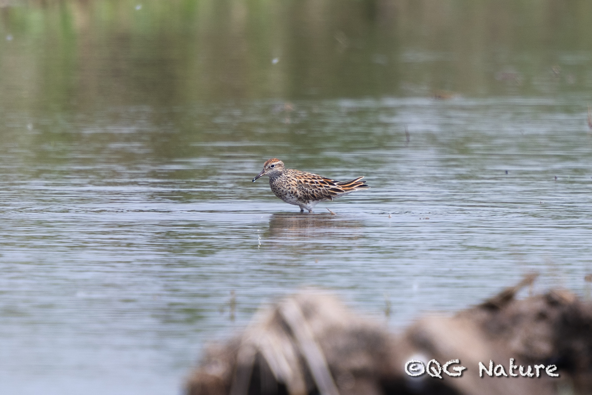Sharp-tailed Sandpiper